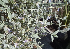 Teucrium fruticans