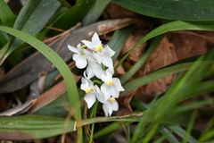 Cuitlauzina pulchella
