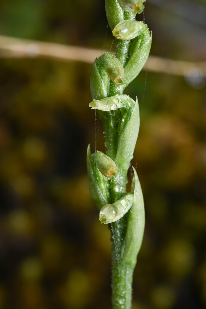 Microthelys nutantiflora