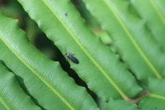 Pyractonema