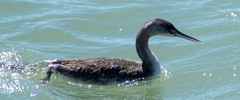 Podiceps major