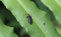 Pyractonema