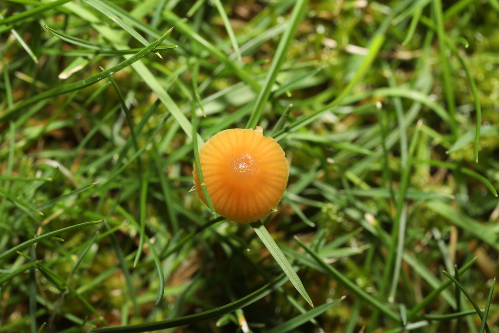 Galerina graminea · November 2025 · photo: © steve_mcwilliam (iNaturalist, cc0)