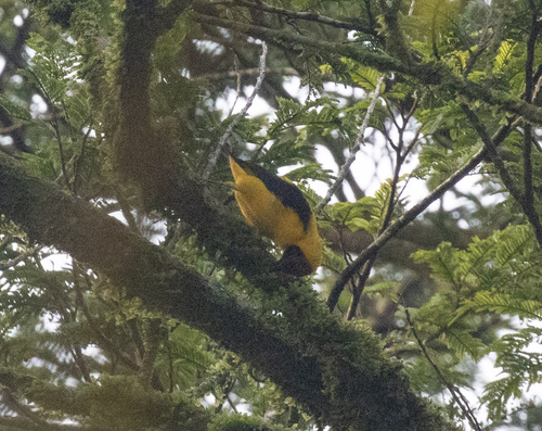 Brown-capped Weaver (Ploceus insignis), photo 4