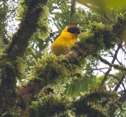 Brown-capped Weaver (Ploceus insignis), photo 3