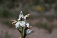 Chloraea piquichen