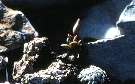 Grahamia coahuilensis (S.Watson) G.D.Rowley