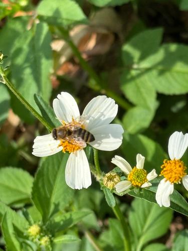 Western Honey Bee