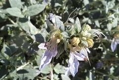 Teucrium fruticans
