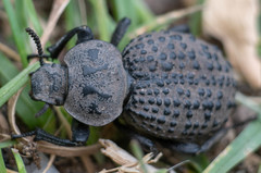 Scotobius pilularius