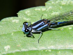 Argia oculata