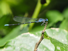 Argia oculata