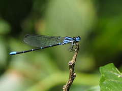 Argia oculata
