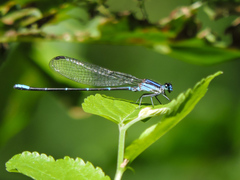 Argia oculata