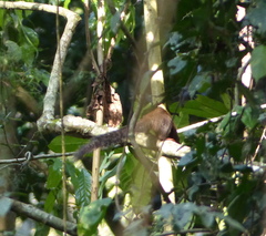 Heliosciurus rufobrachium