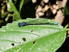 Argia oculata