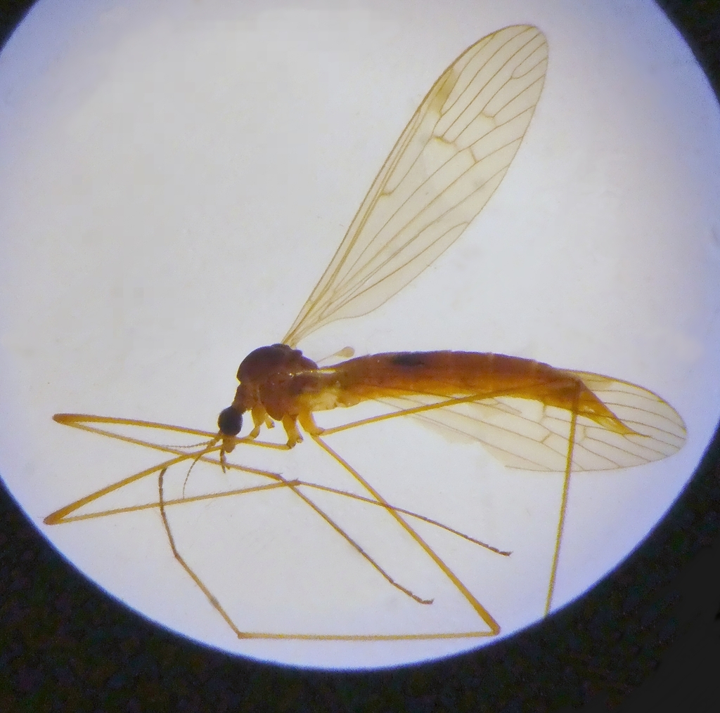 Dicranophragma adjunctum