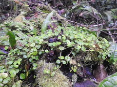 Peperomia serpens