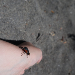 Osca lata
