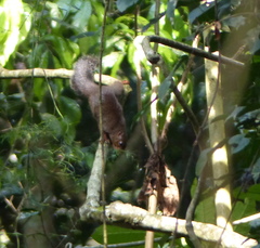 Heliosciurus rufobrachium