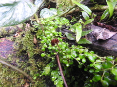 Peperomia rotundifolia