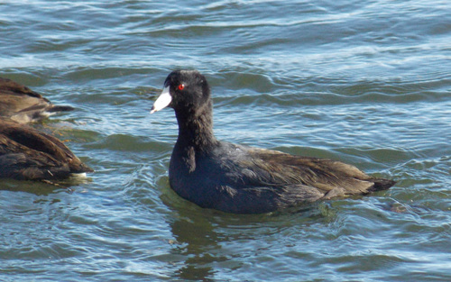 American Coot photographed in Maine