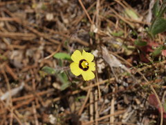 Tuberaria guttata image