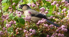 Pyrrhula murina