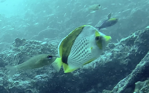 Marquesas-koraalvlinder (Chaetodon declivis) — Chaetodontidae — 4