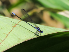 Argia pulla