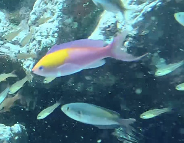 Pseudanthias regalis observed 2025-02-20