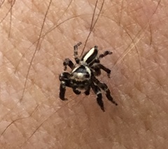 Evarcha denticulata