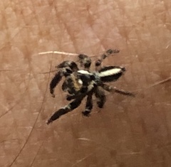 Evarcha denticulata