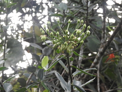 Marcgraviastrum mixtum