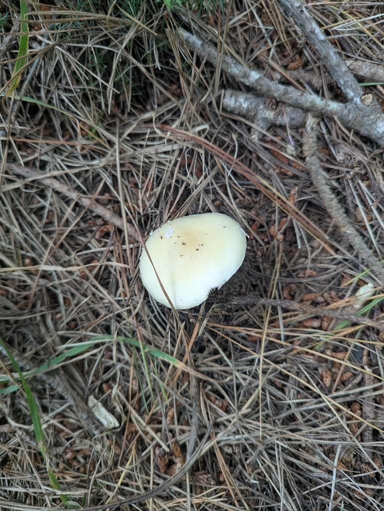 Amanita junquillea · November 2025 · photo: © kohatuer (iNaturalist, cc-by-nc)
