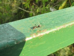 Gigantiops destructor