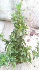 Penstemon eximius