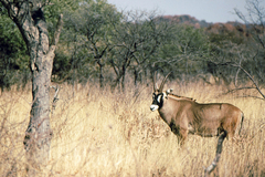 Hippotragus equinus equinus