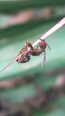 Ophiocordyceps camponoti-floridani