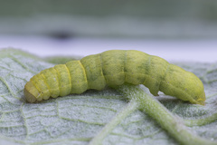 Lacanobia contigua