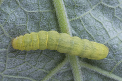 Lacanobia contigua