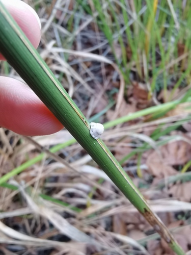 iNaturalist observation photo of Fig Wax Scale