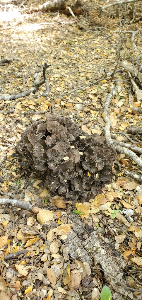 Grifola colensoi · November 2025 · photo: © mitchvandyke (iNaturalist, cc-by)