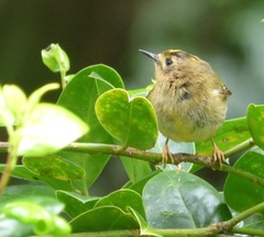 Regulus regulus azoricus