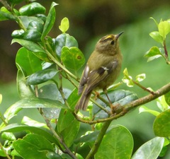 Regulus regulus azoricus