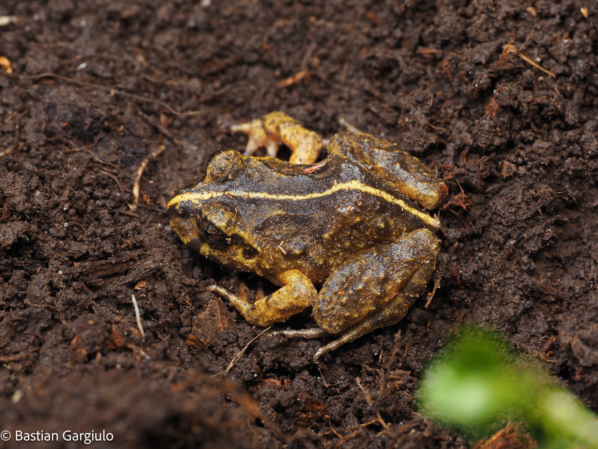 Eupsophus emiliopugini Formas, 1989