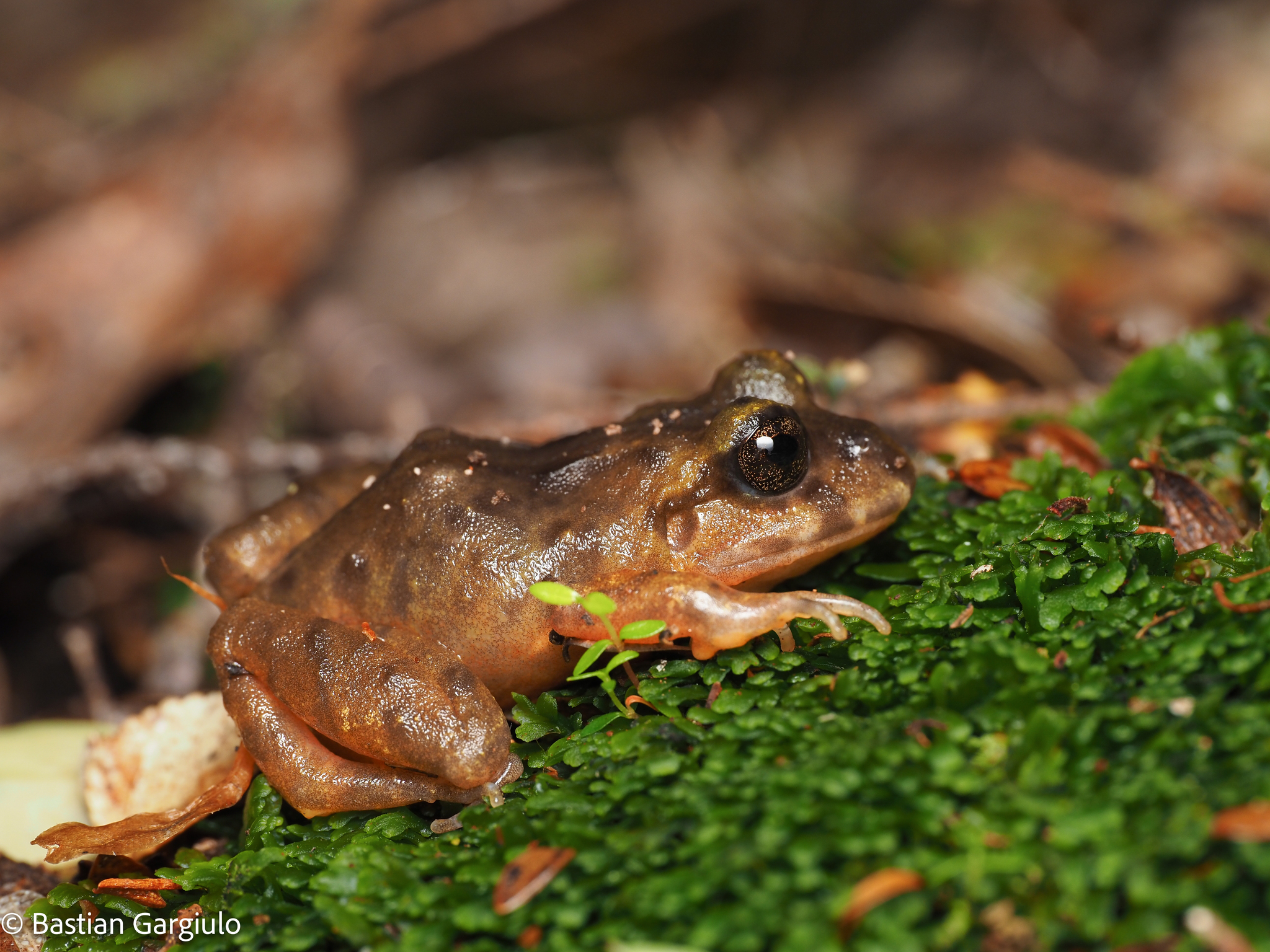 Eupsophus emiliopugini Formas, 1989