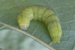 Lacanobia contigua