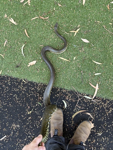 Diamond Python sighting