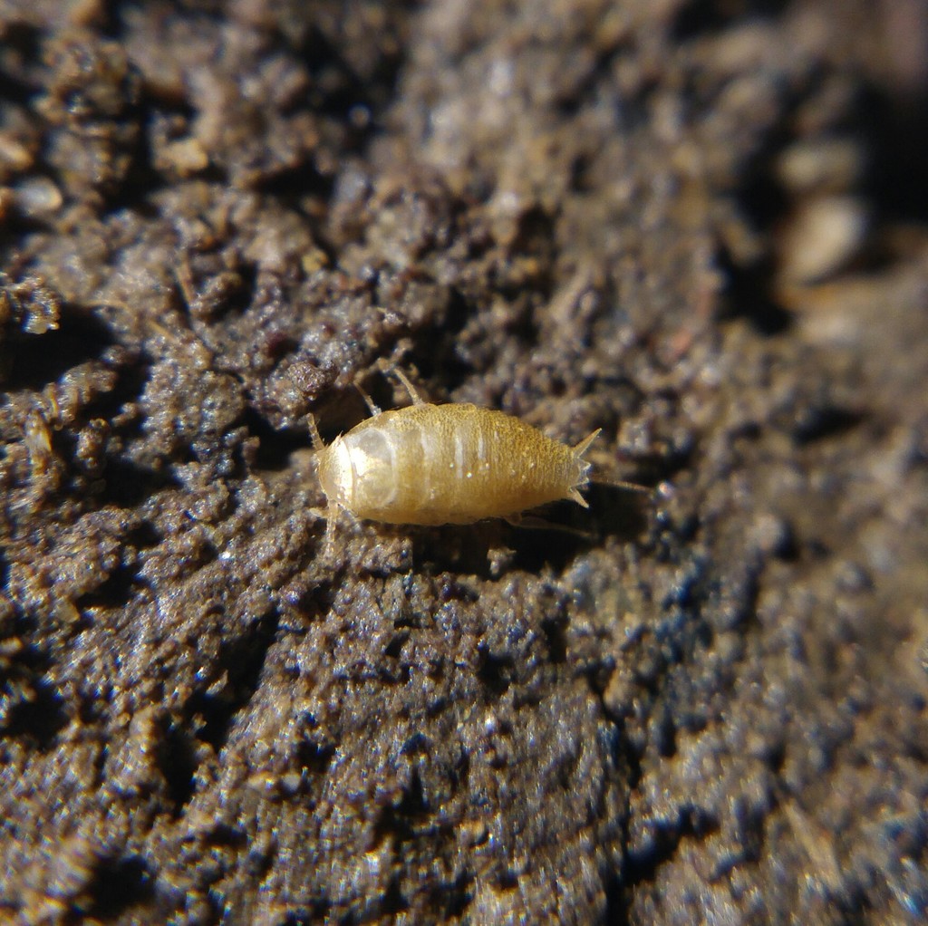 Proatelurina pseudolepisma